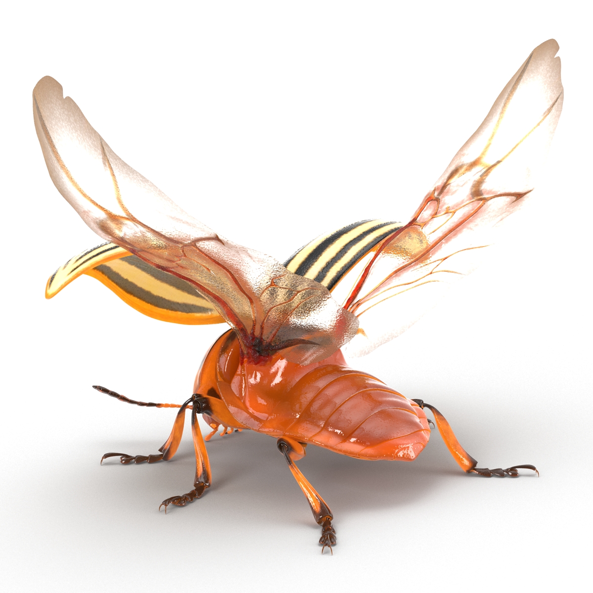 3D model Colorado Potato Beetle 2 Rigged for Cinema 4D