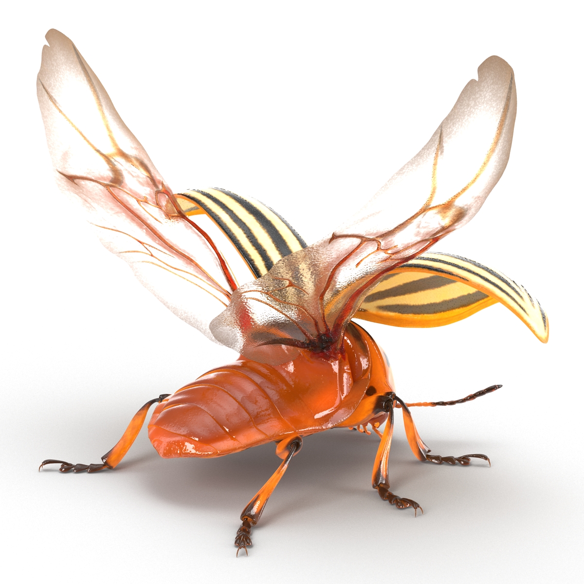 3D model Colorado Potato Beetle 2 Rigged for Maya