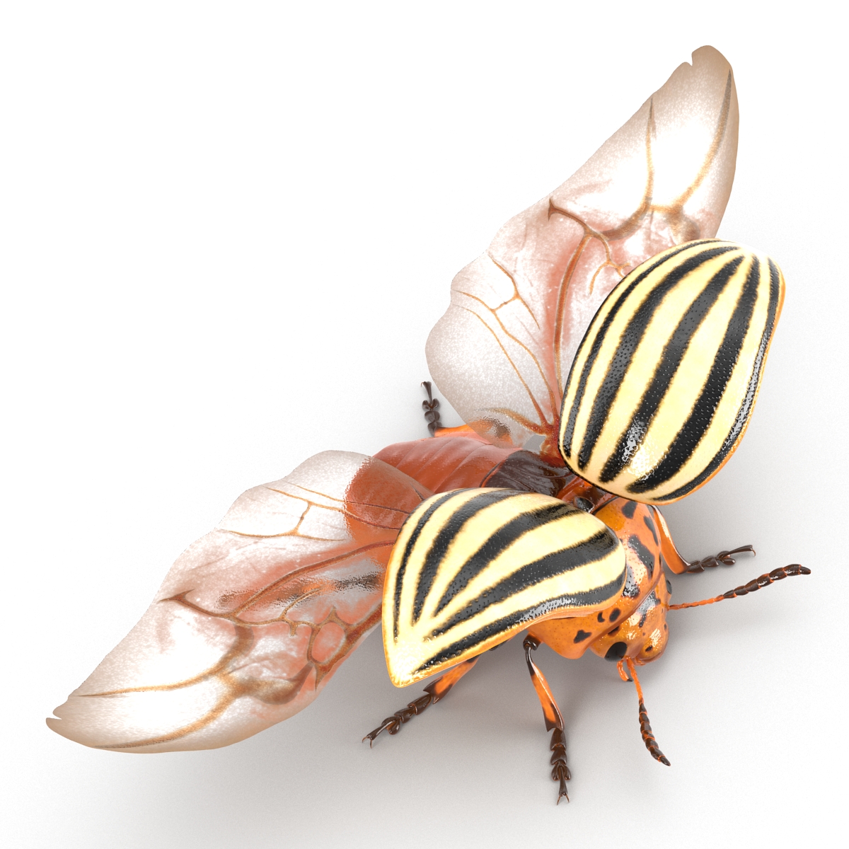 3D model Colorado Potato Beetle 2 Rigged for Maya