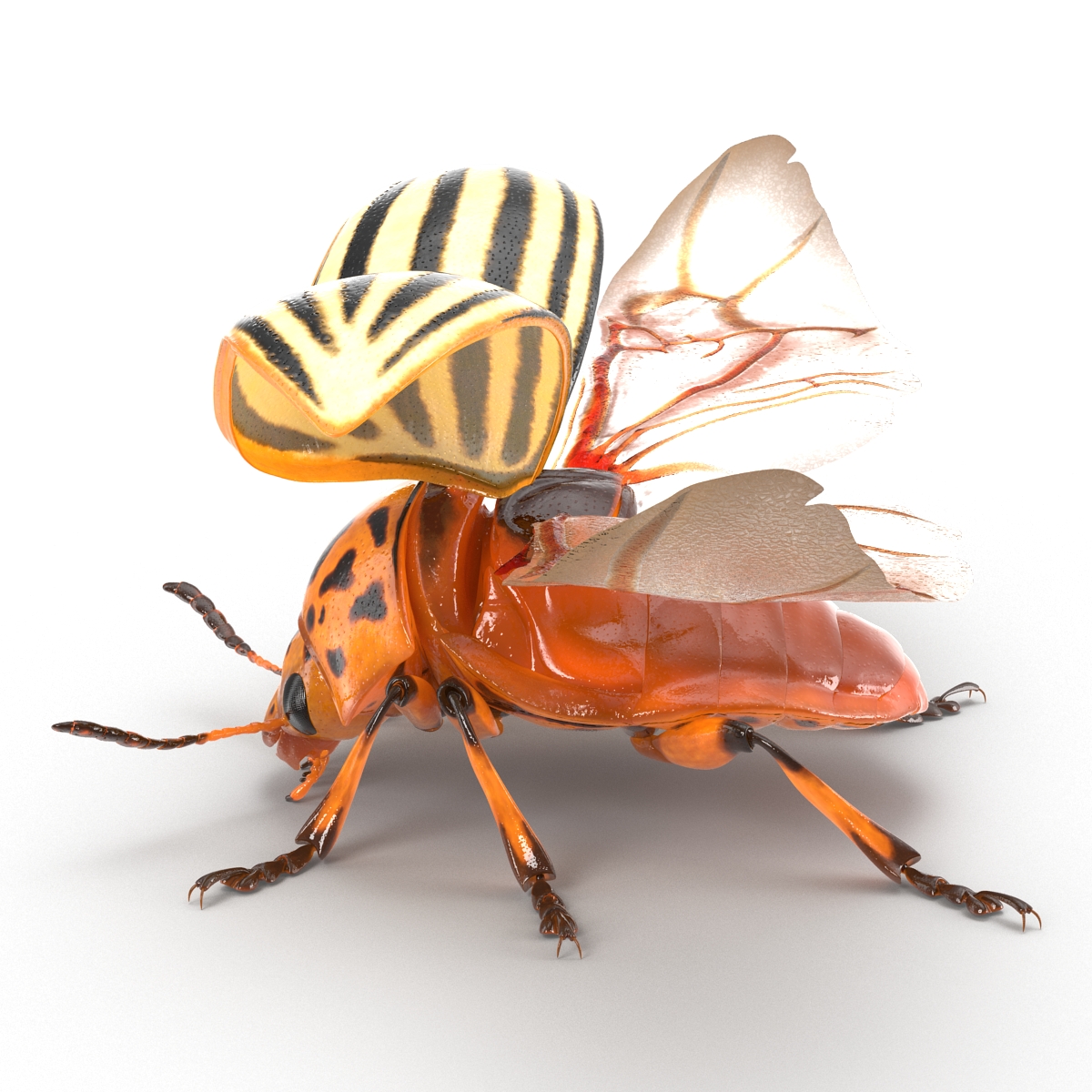 3D model Colorado Potato Beetle 2 Rigged for Maya