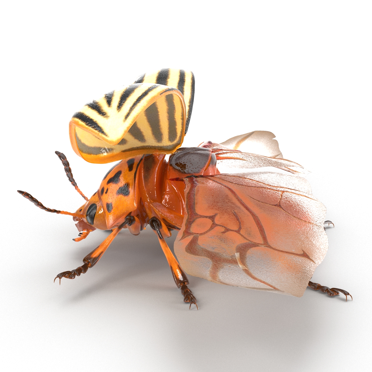 3D model Colorado Potato Beetle 2 Rigged for Cinema 4D