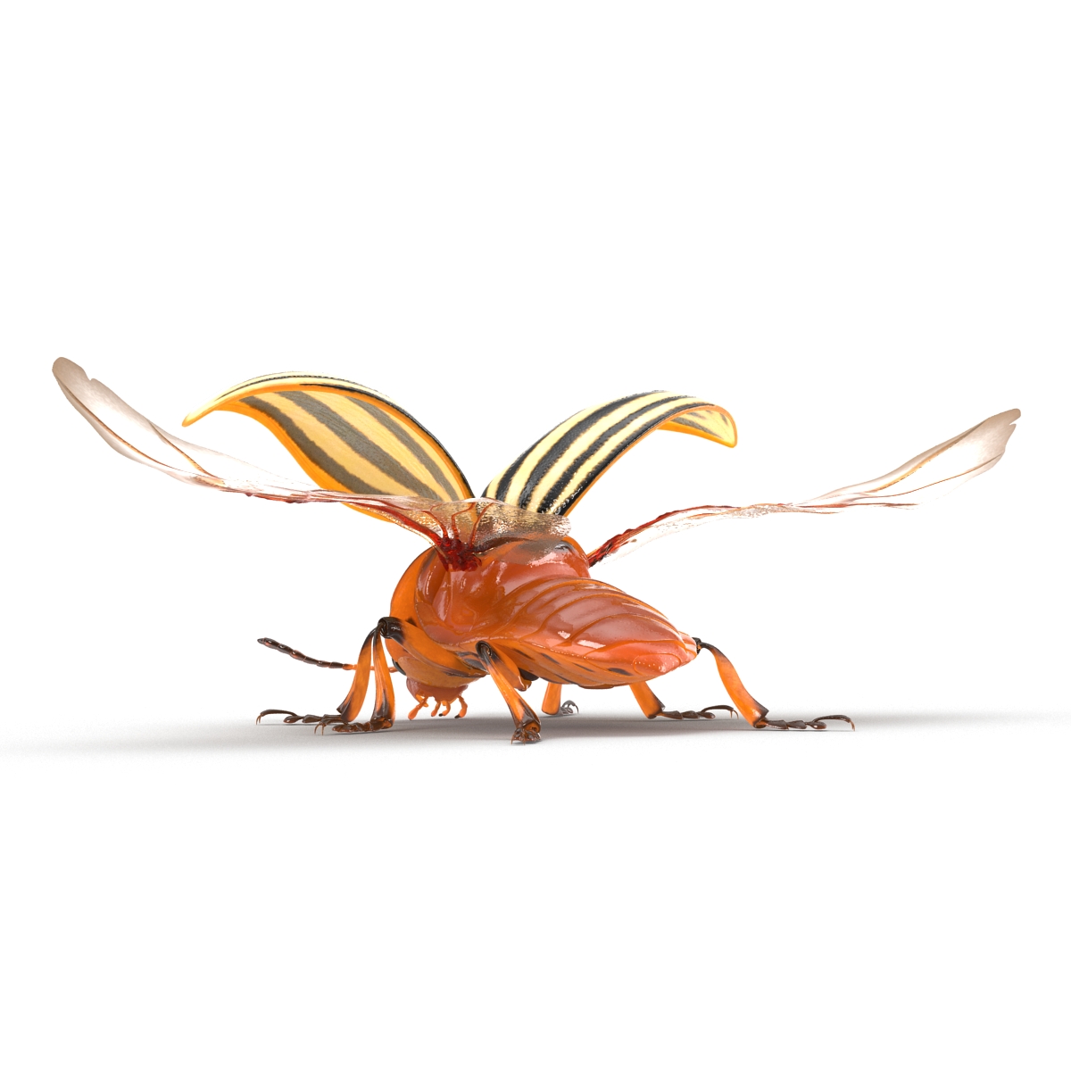 3D model Colorado Potato Beetle 2 Rigged for Maya