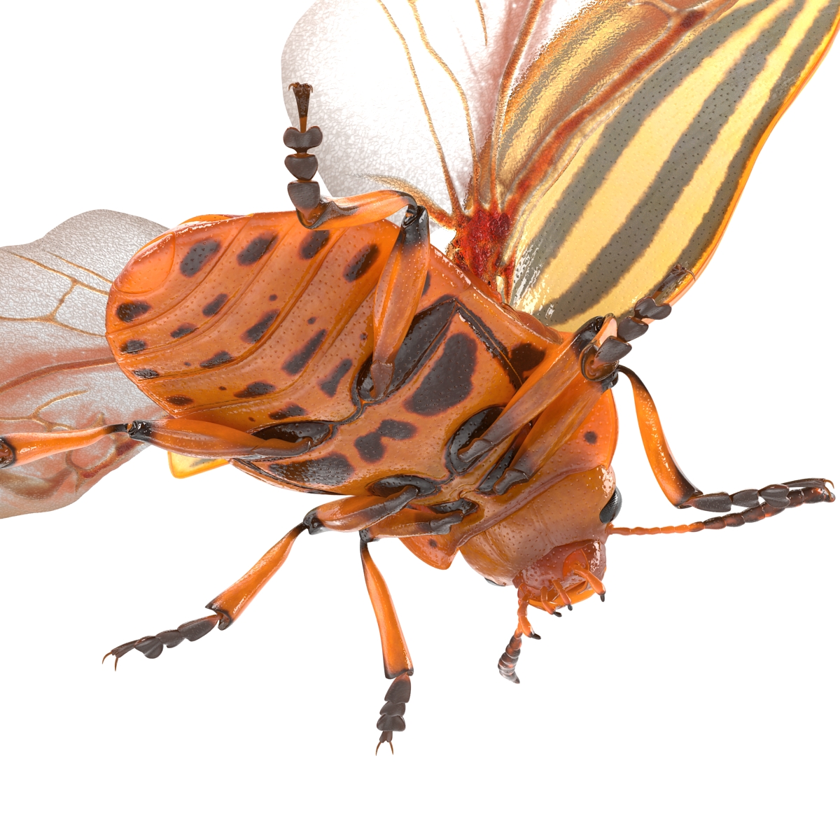 3D model Colorado Potato Beetle 2 Rigged for Maya