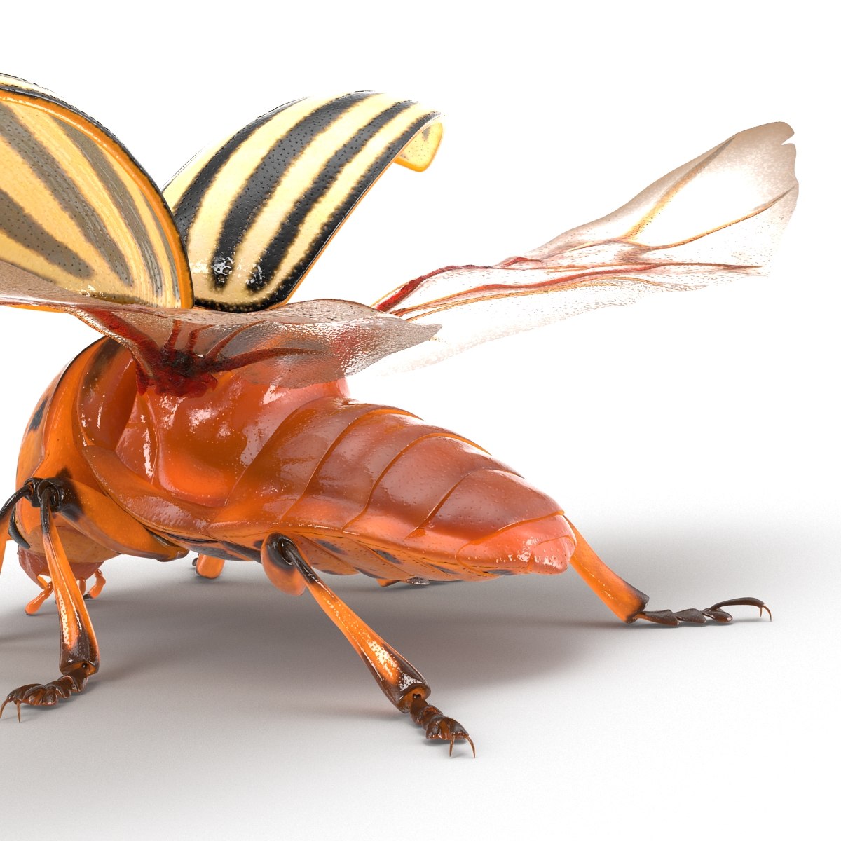 3D model Colorado Potato Beetle 2 Rigged for Maya