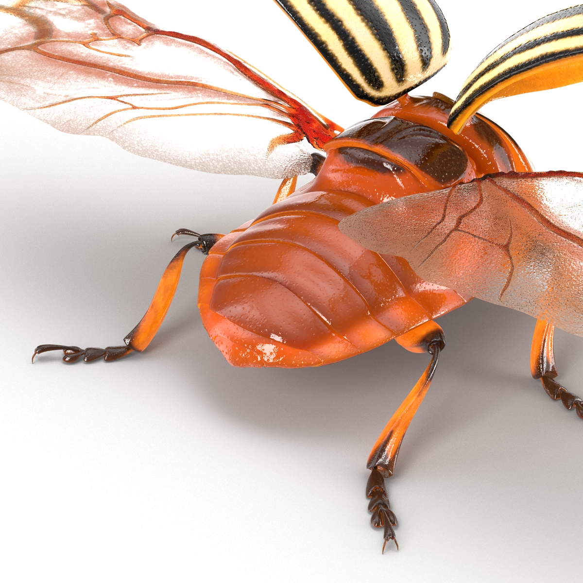 3D model Colorado Potato Beetle 2 Rigged for Cinema 4D