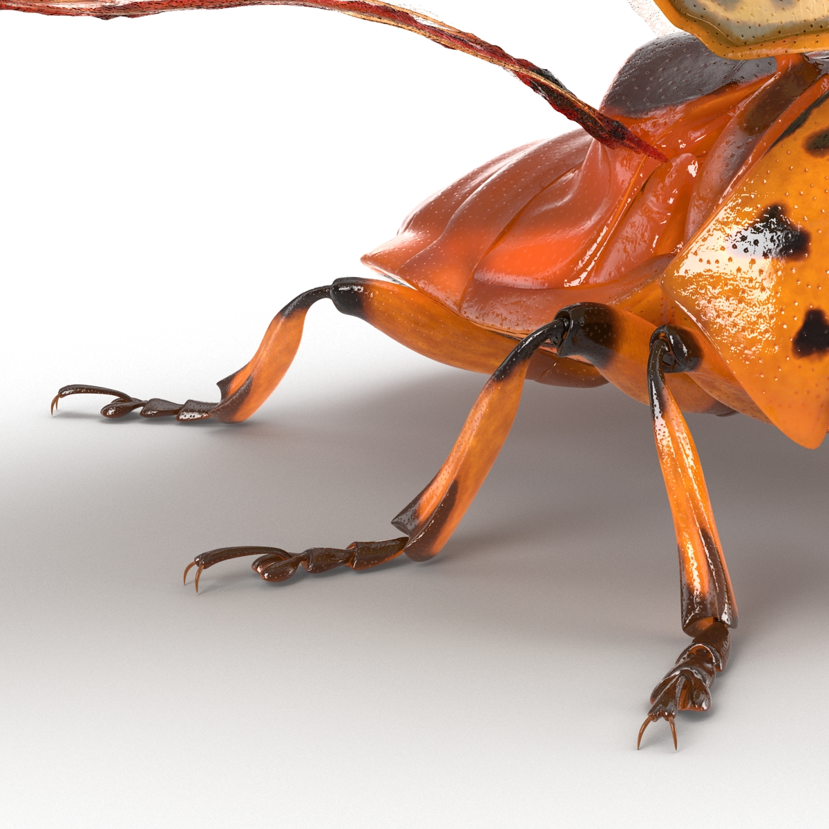 3D model Colorado Potato Beetle 2 Rigged for Maya