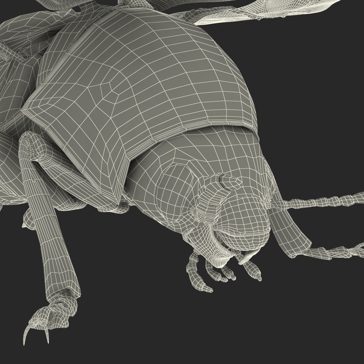 3D model Colorado Potato Beetle 2 Rigged for Cinema 4D