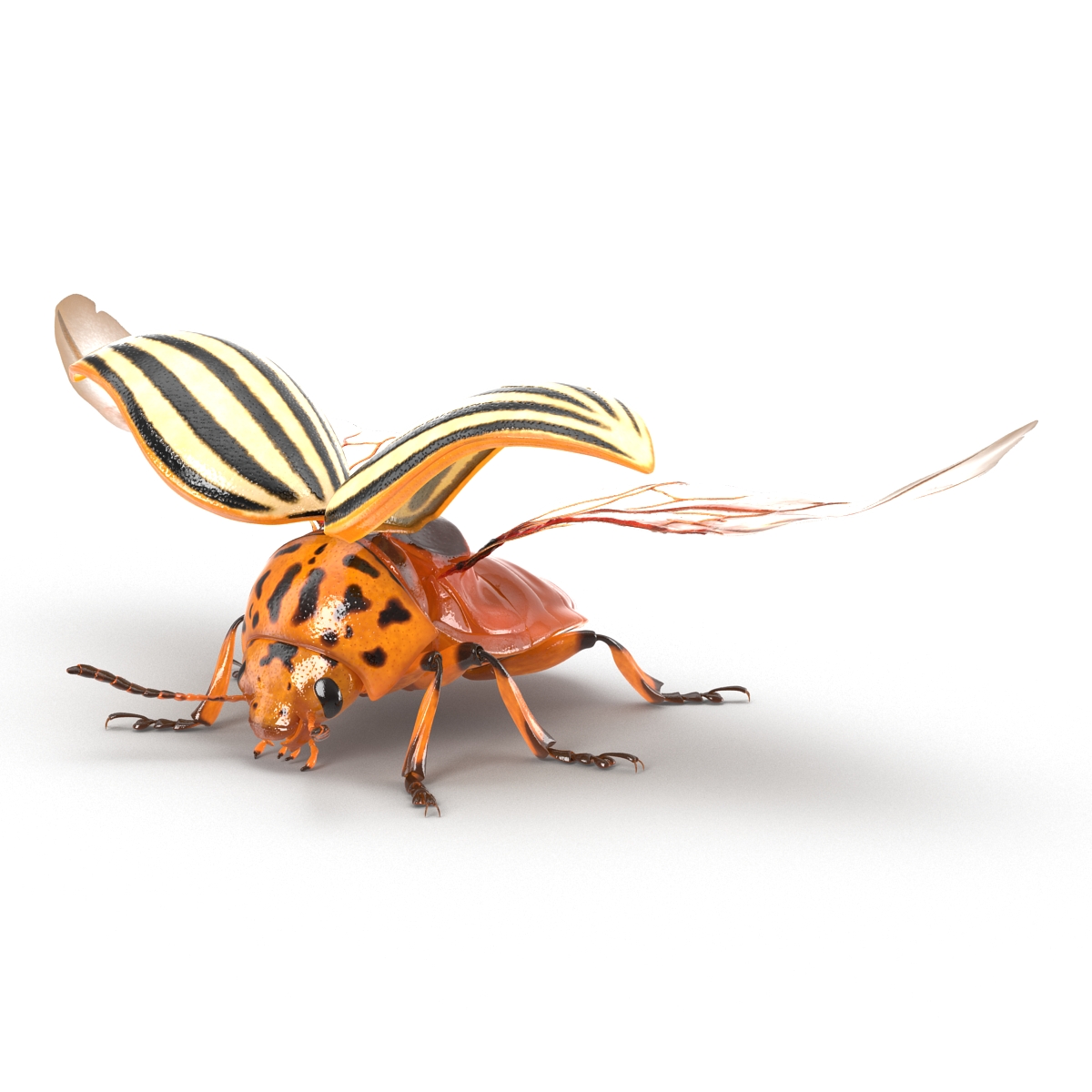 Colorado Potato Beetle 2 3D model