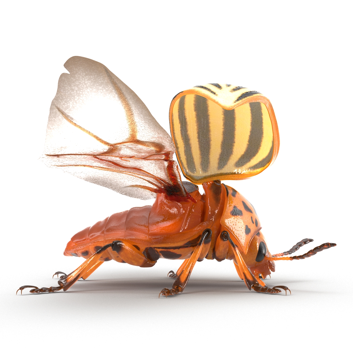 Colorado Potato Beetle 2 3D model