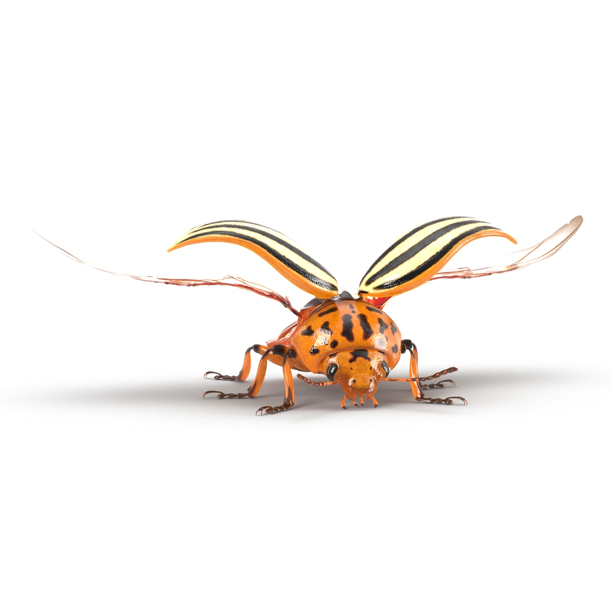 Colorado Potato Beetle 2 3D model