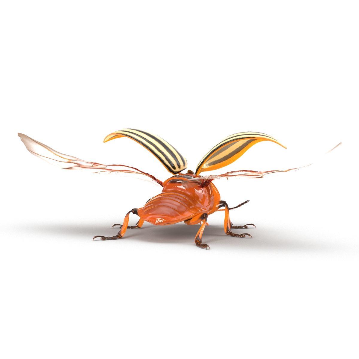 Colorado Potato Beetle 2 3D model