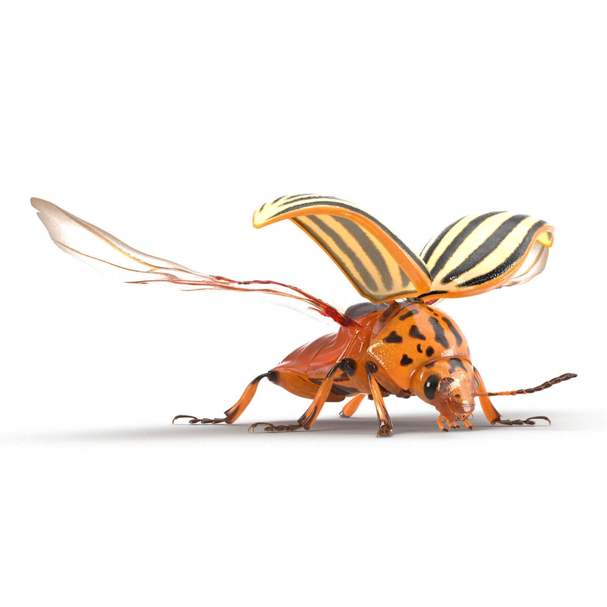 Colorado Potato Beetle 2 3D model