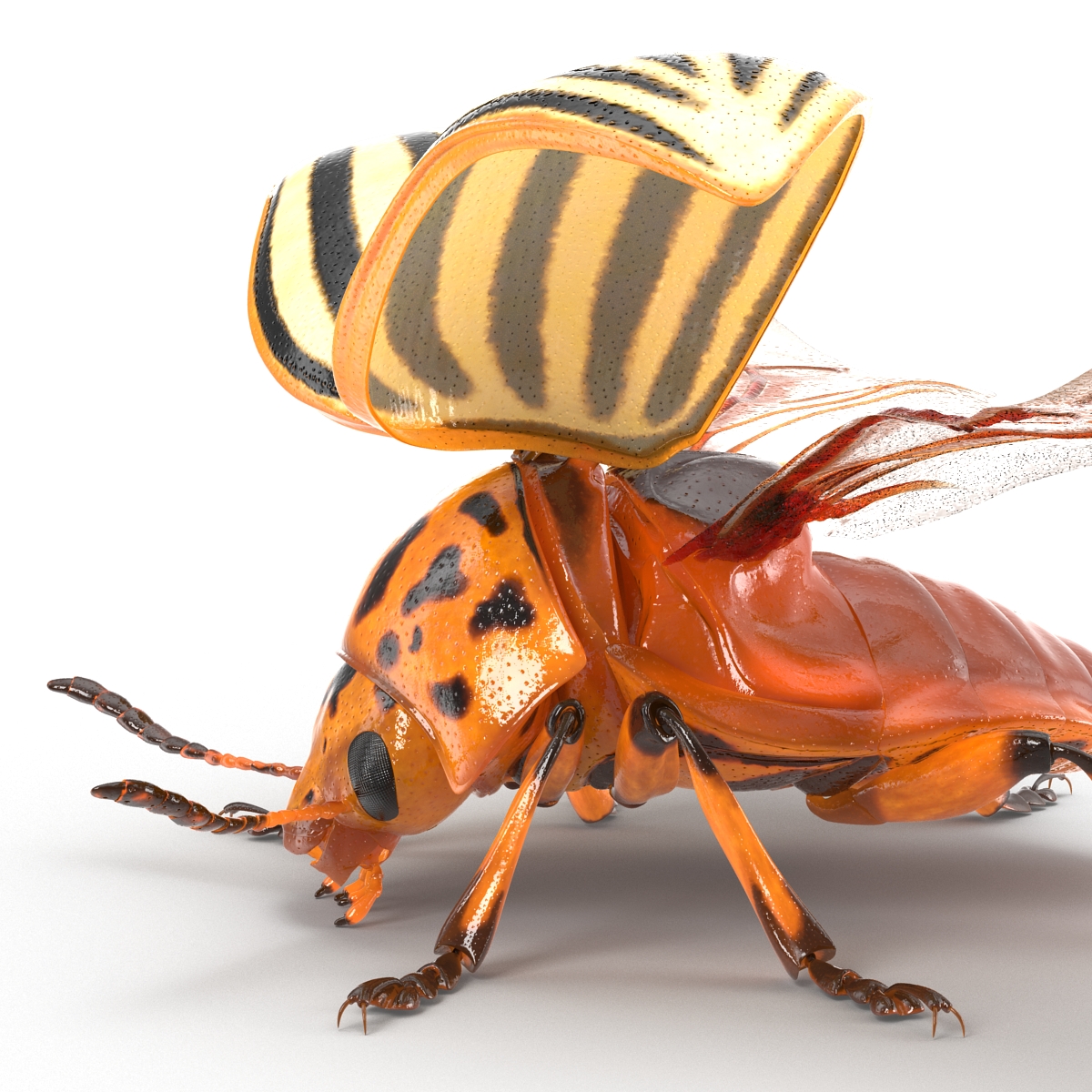 Colorado Potato Beetle 2 3D model