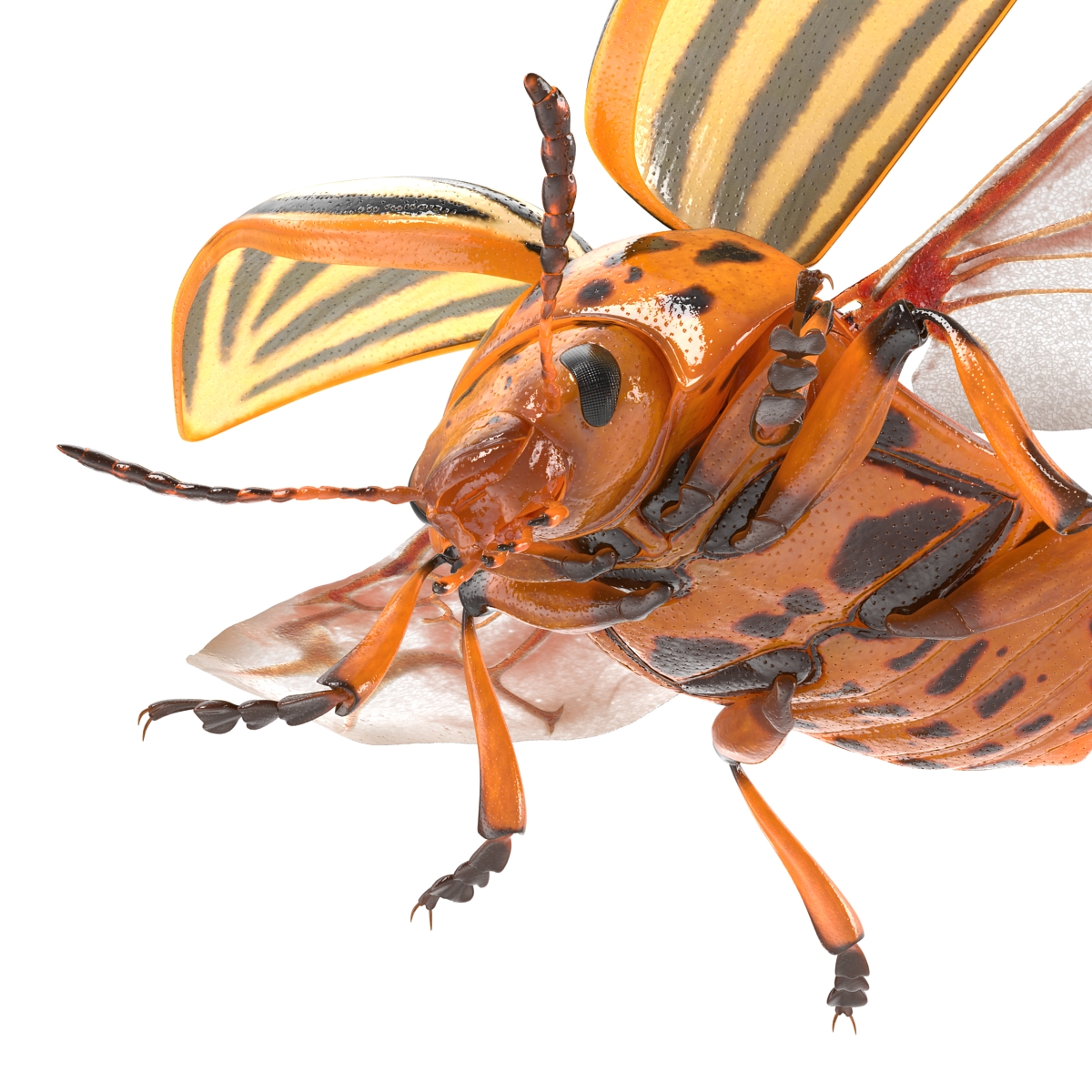 Colorado Potato Beetle 2 3D model