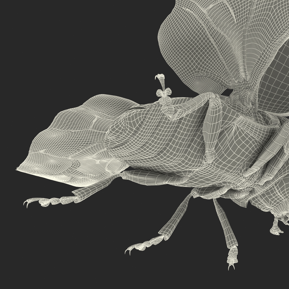 Colorado Potato Beetle 2 3D model