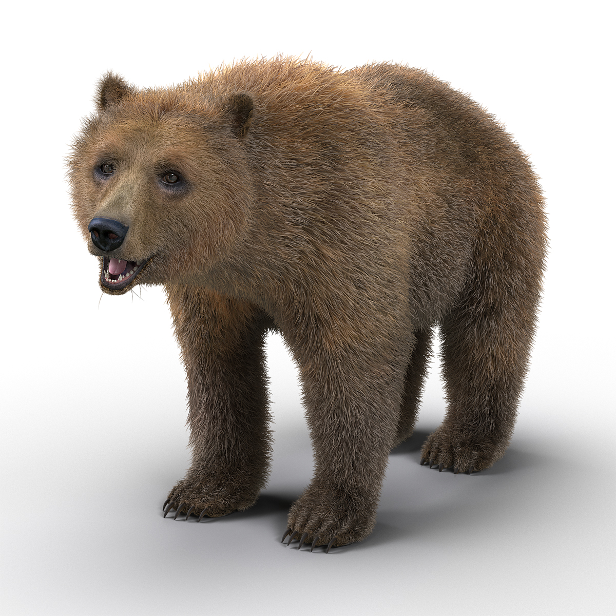 3D Brown Bear with Fur Rigged