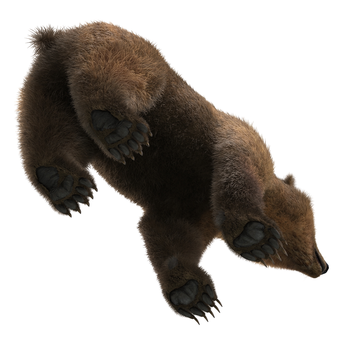 3D Brown Bear with Fur Rigged