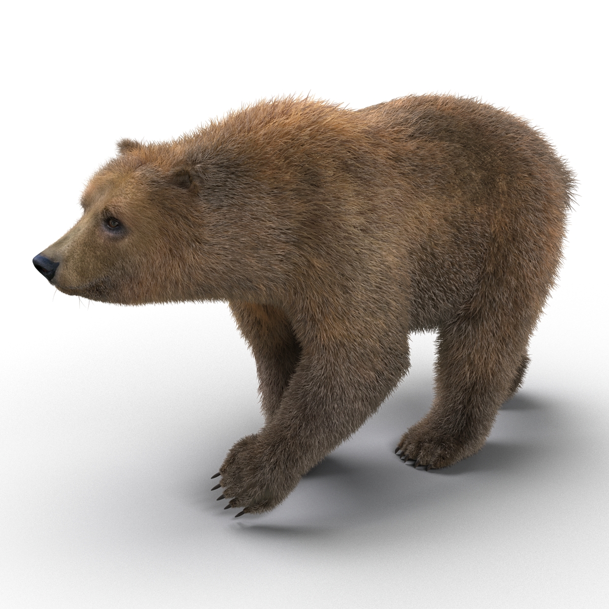 3D Brown Bear with Fur Rigged