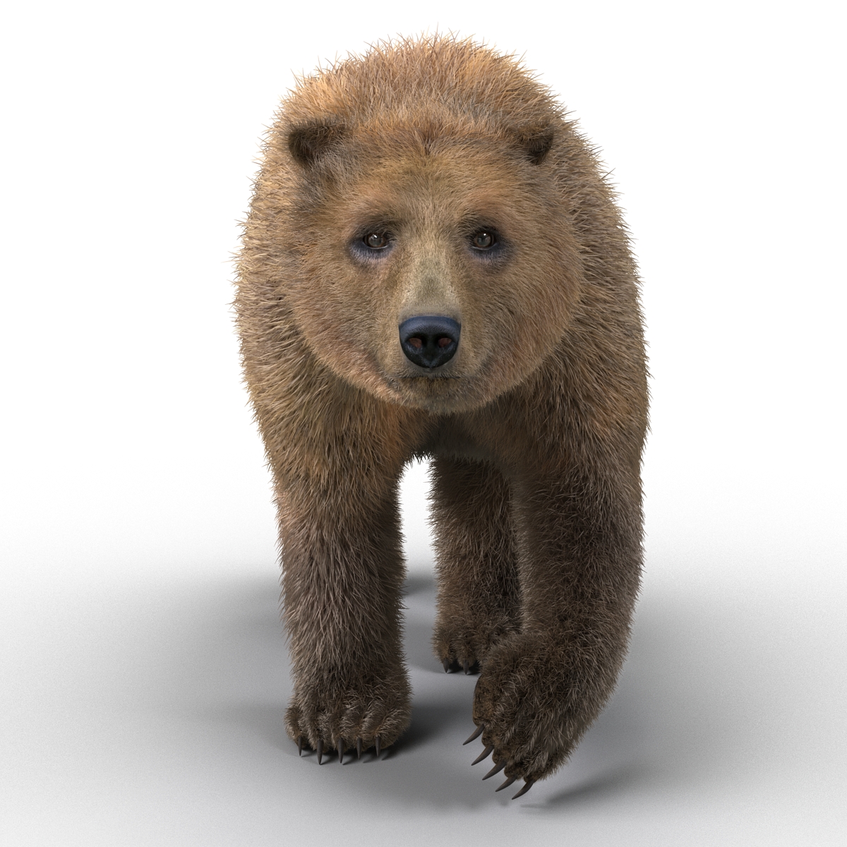 3D Brown Bear with Fur Rigged