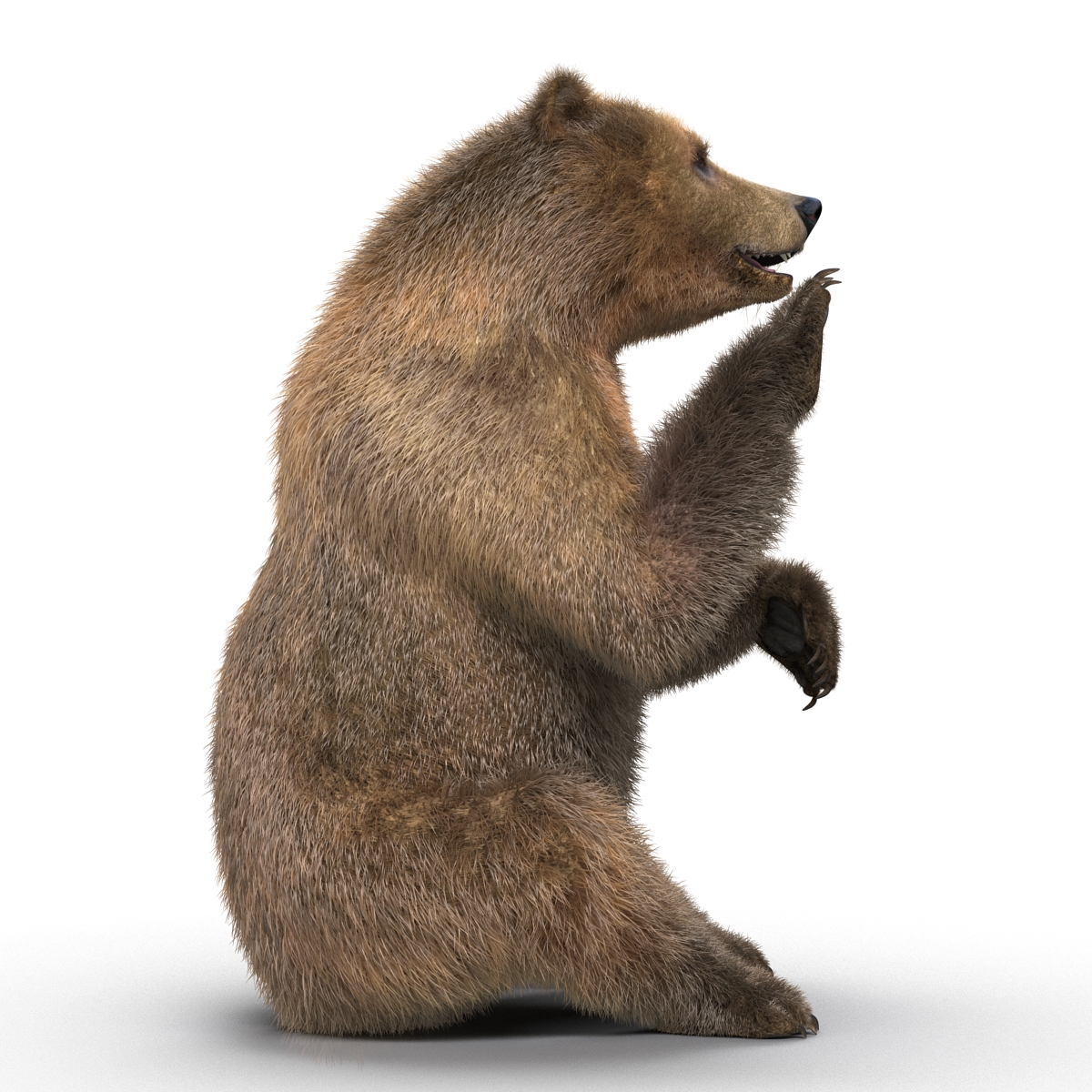 3D Brown Bear with Fur Rigged