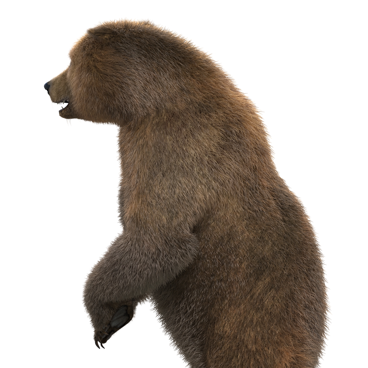 3D Brown Bear with Fur Rigged