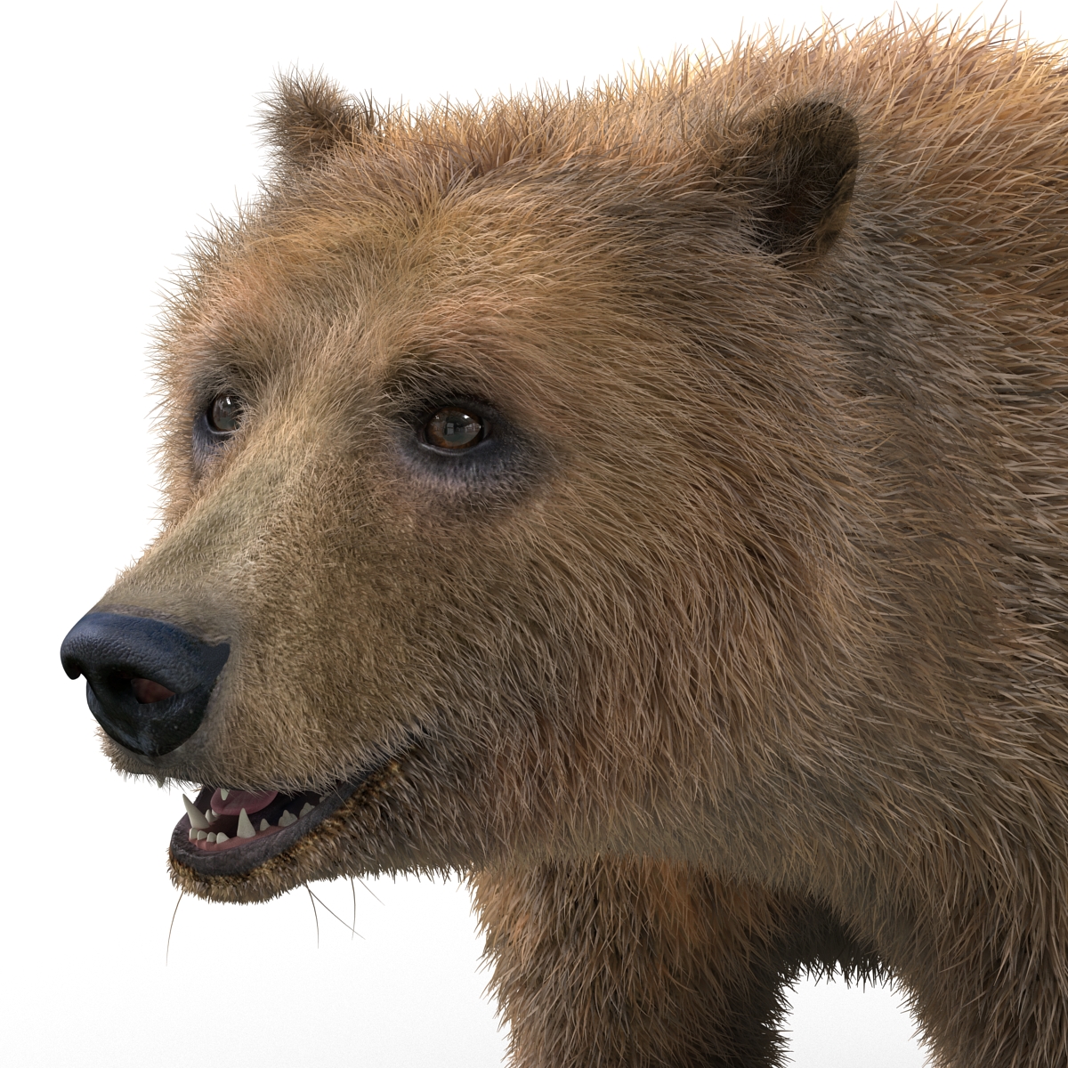 3D Brown Bear with Fur Rigged