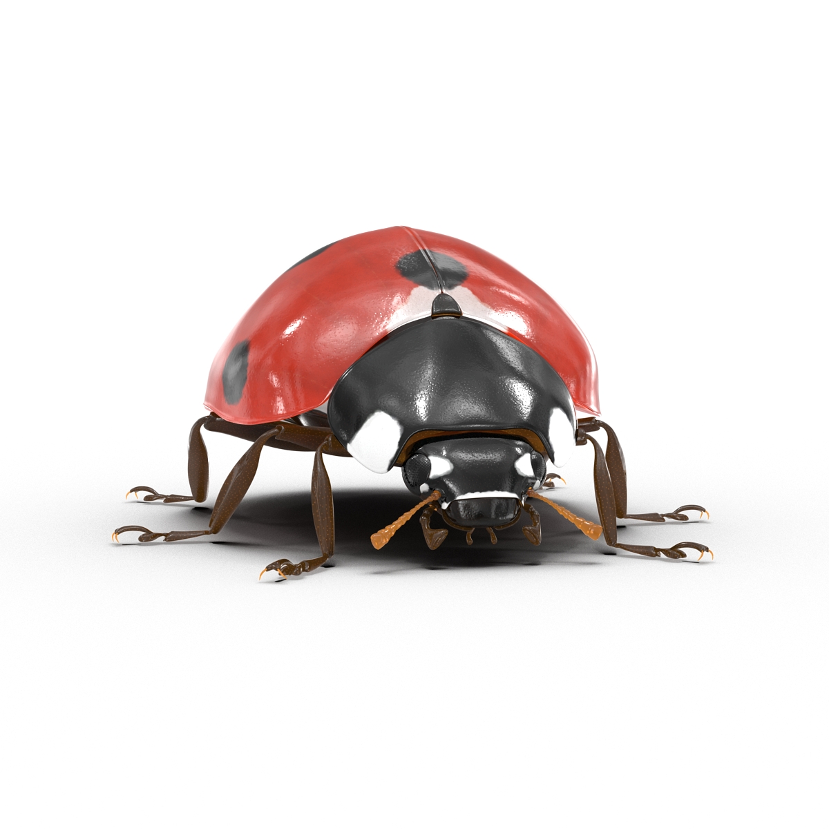 LadyBug 3D model