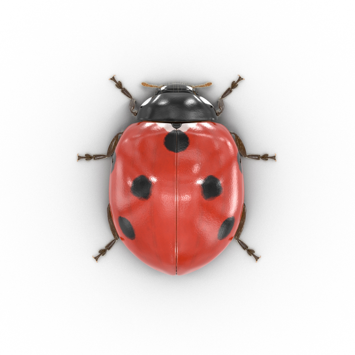 3D LadyBug with Fur