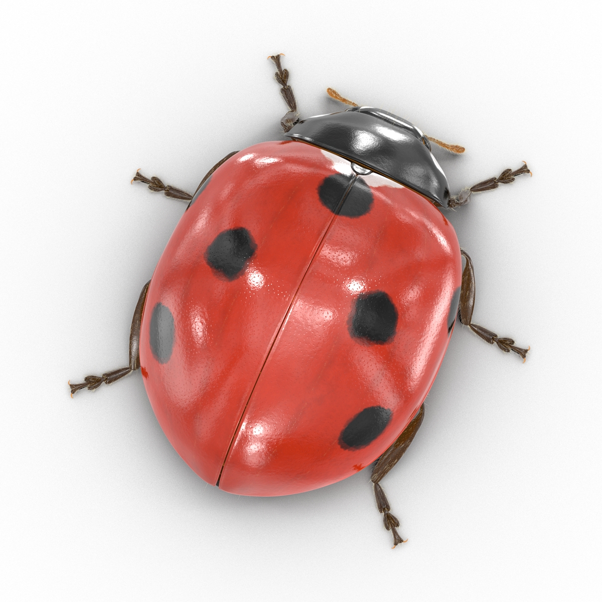 3D LadyBug with Fur