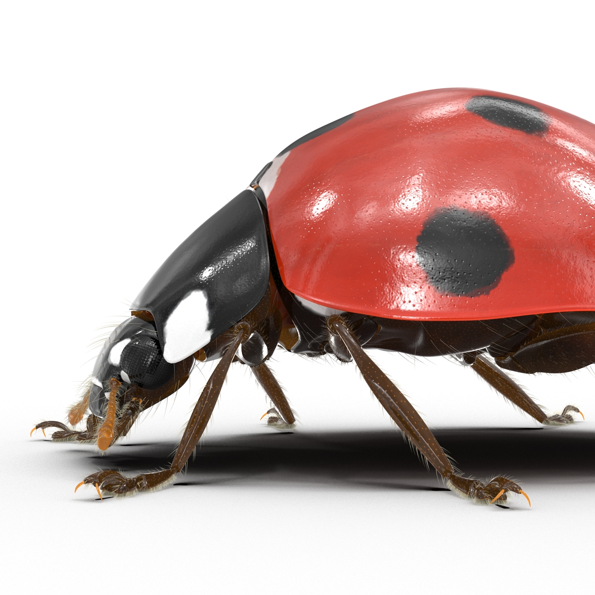 3D LadyBug with Fur