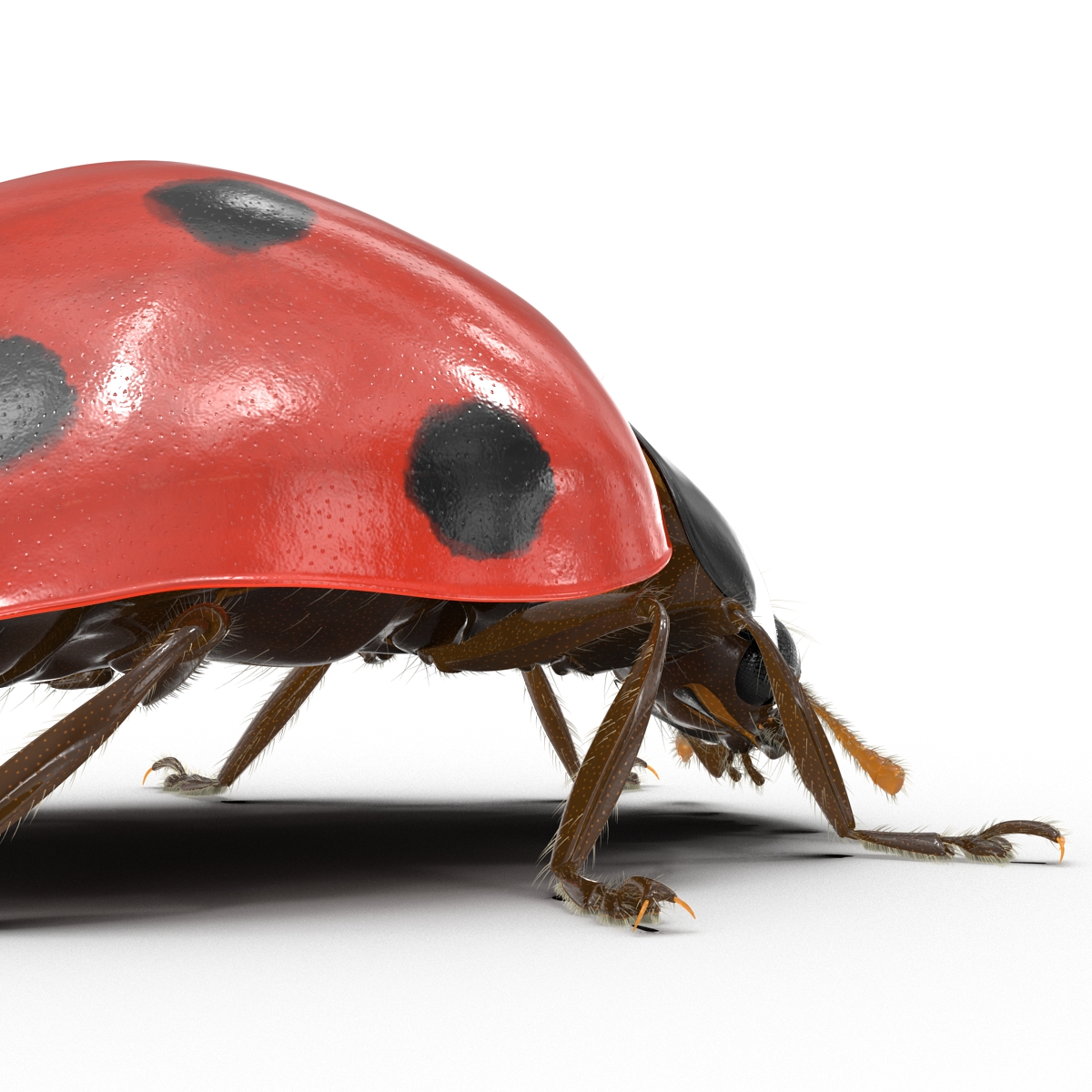 3D LadyBug with Fur