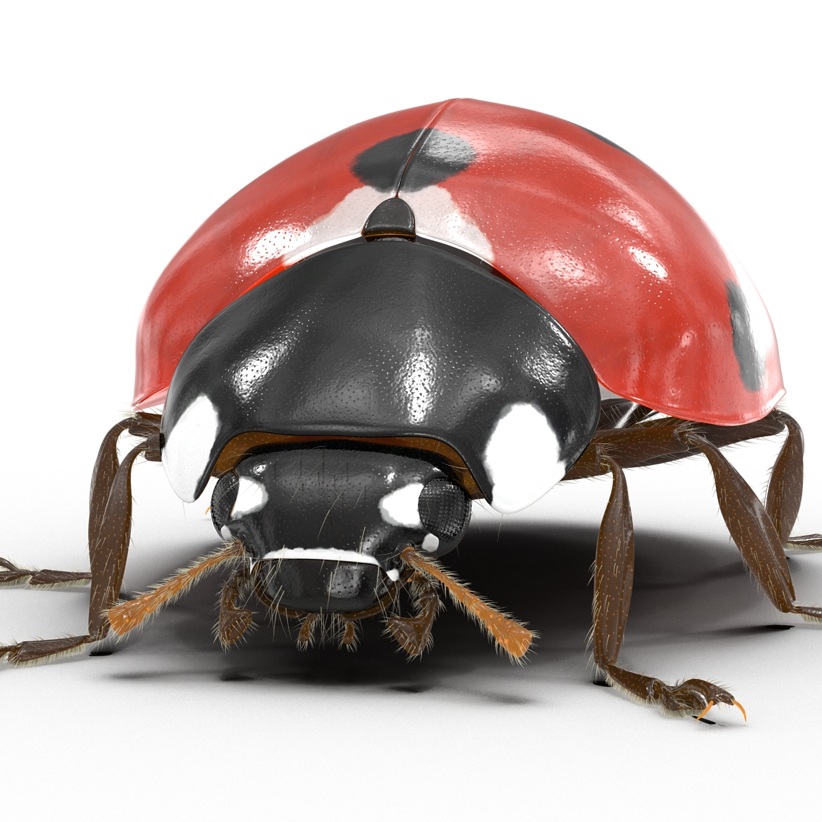 3D LadyBug with Fur