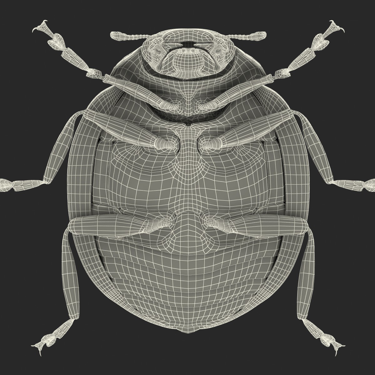 LadyBug 3D model