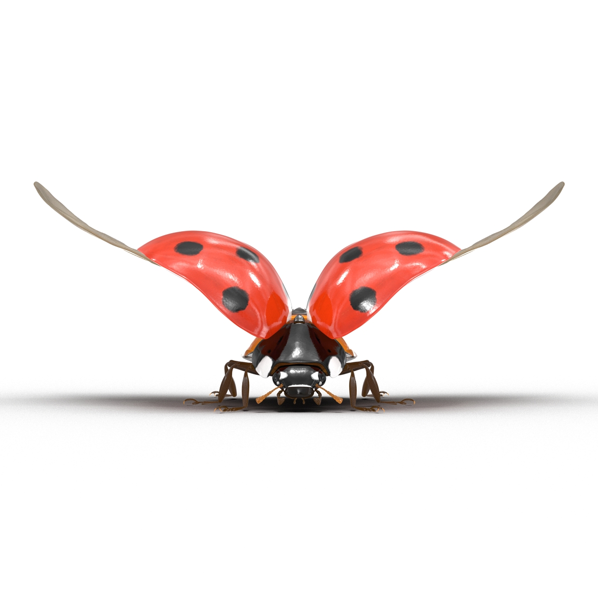 Flying Ladybug 3D model