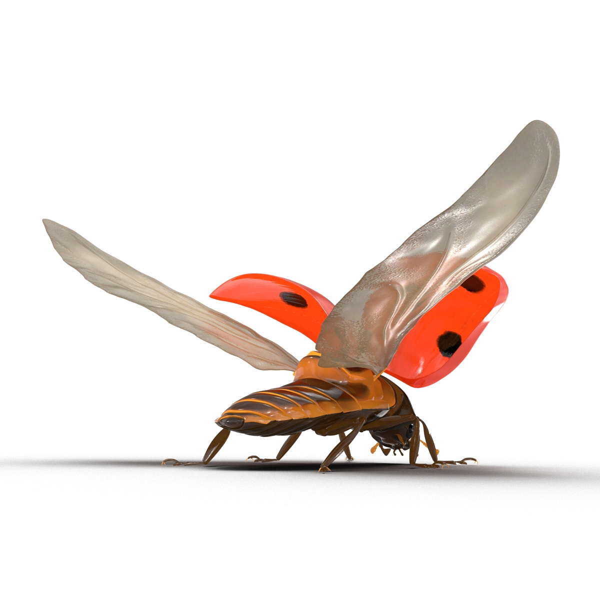 Flying Ladybug 3D model