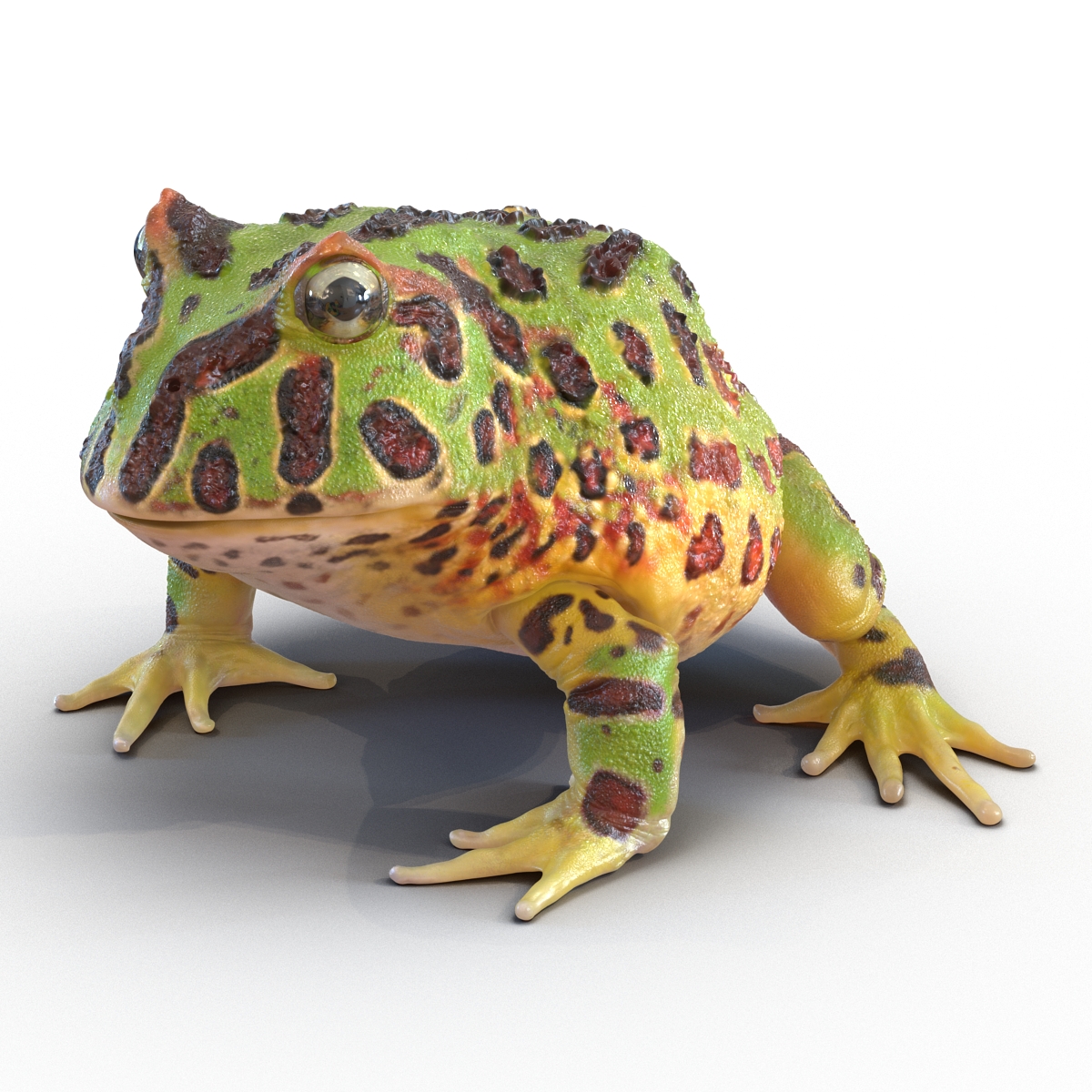 3D Pacman Frog Rigged model