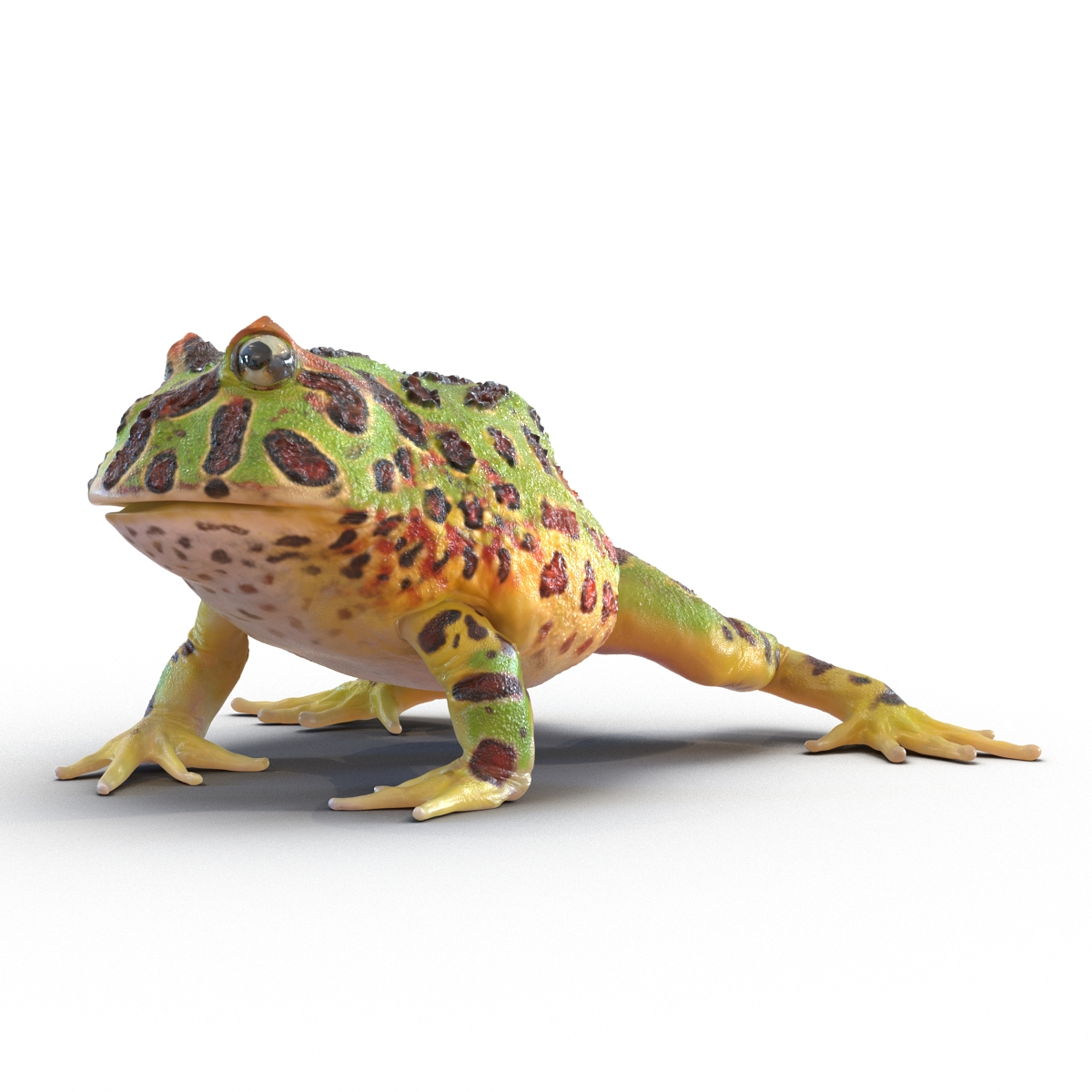 3D Pacman Frog Rigged model