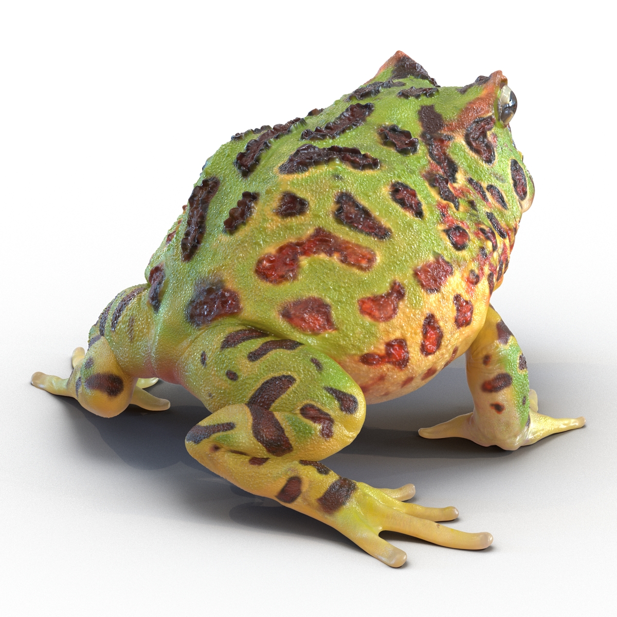 3D Pacman Frog Rigged model