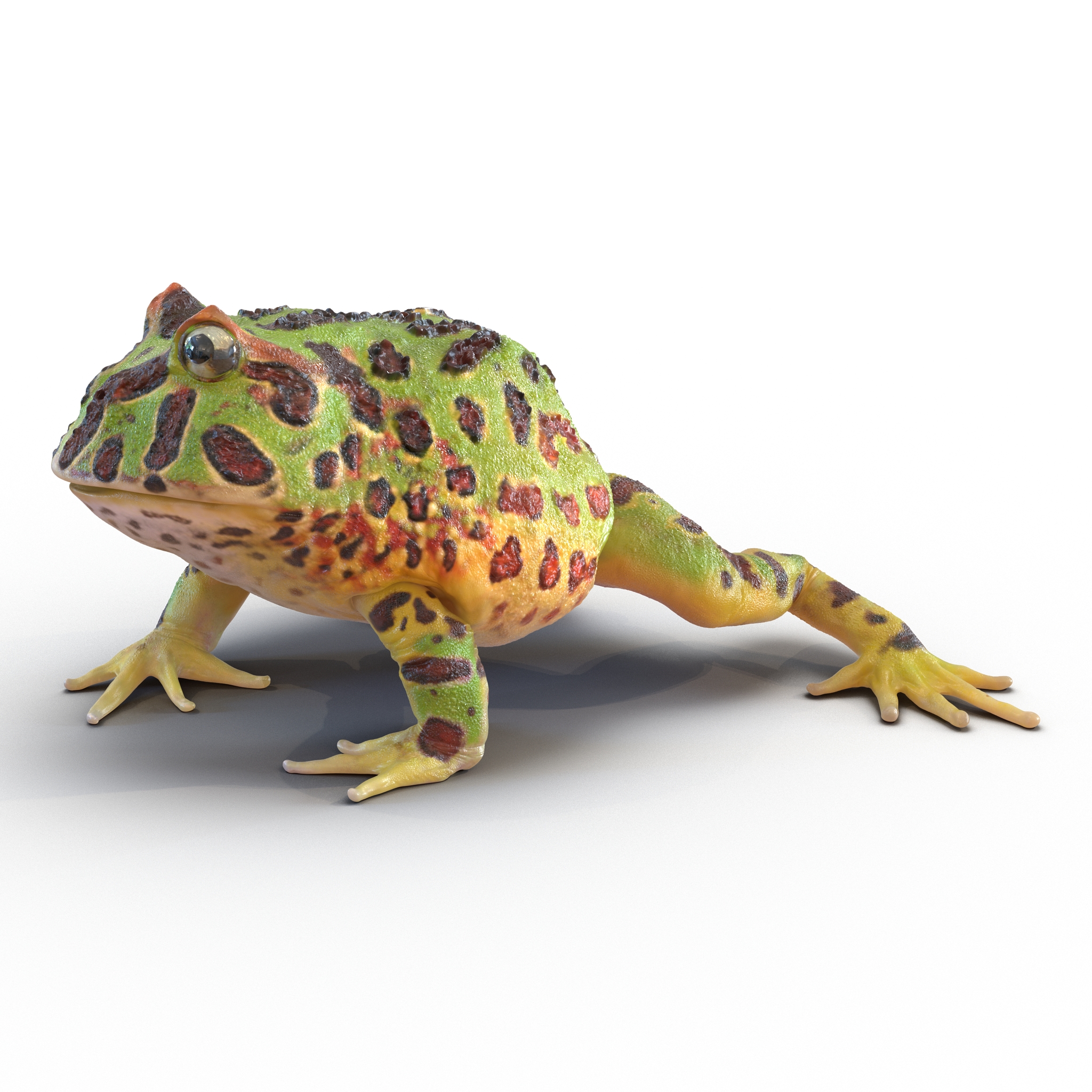 3D Pacman Frog Pose 2 model