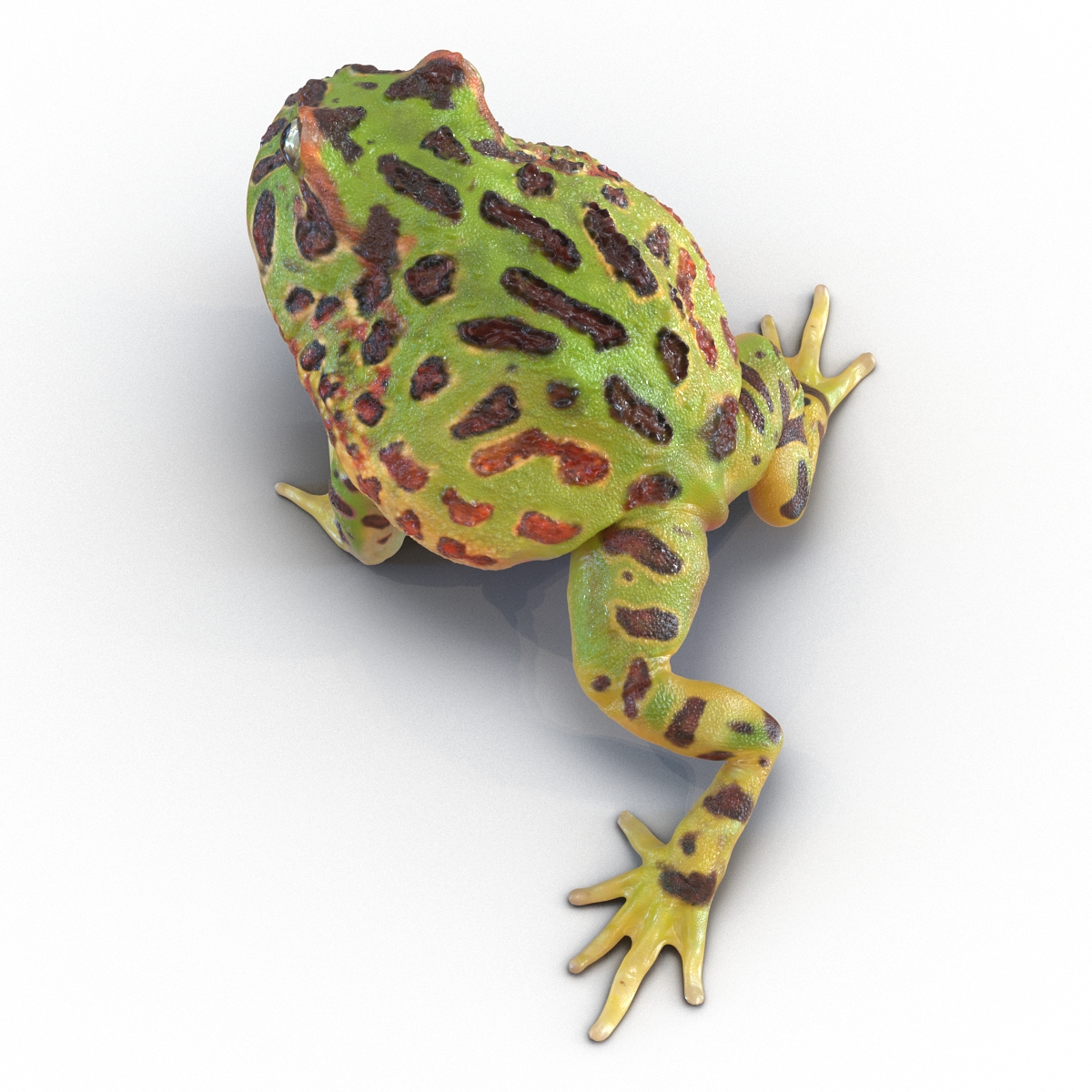 3D Pacman Frog Pose 2 model