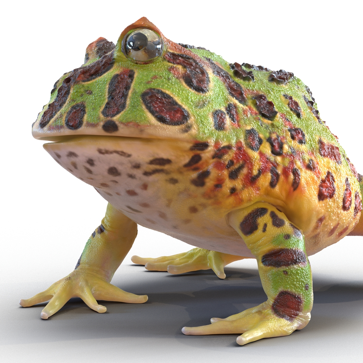 3D Pacman Frog Pose 2 model