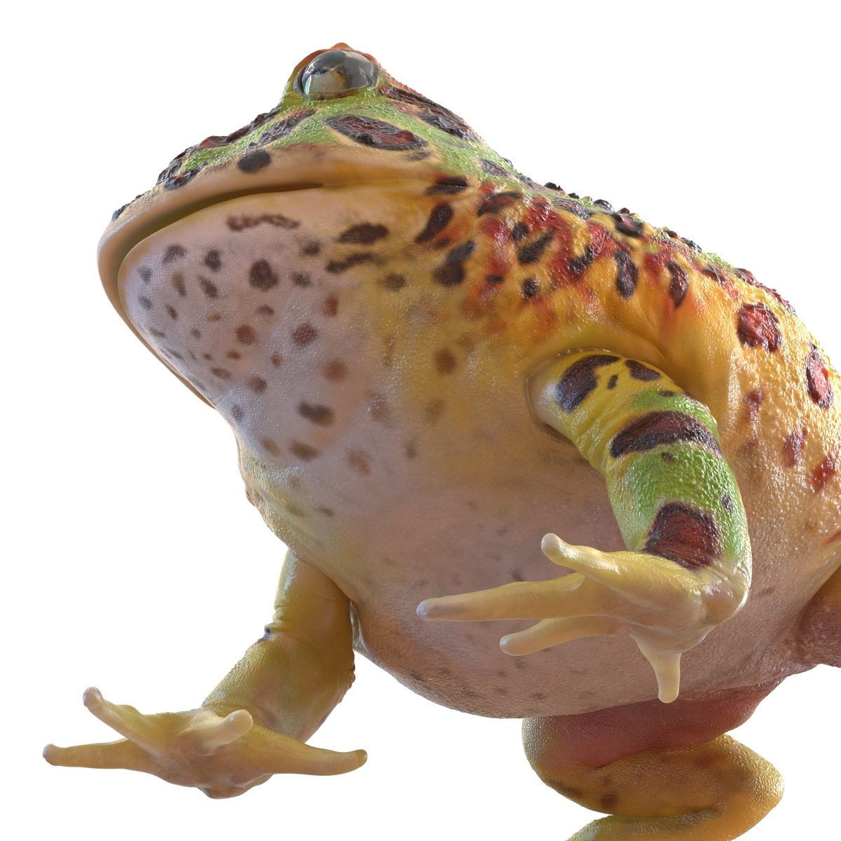 3D Pacman Frog Pose 2 model