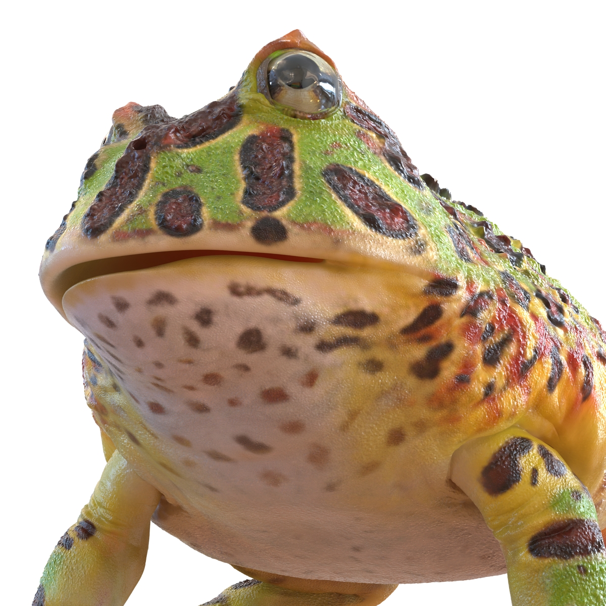 3D Pacman Frog Pose 2 model