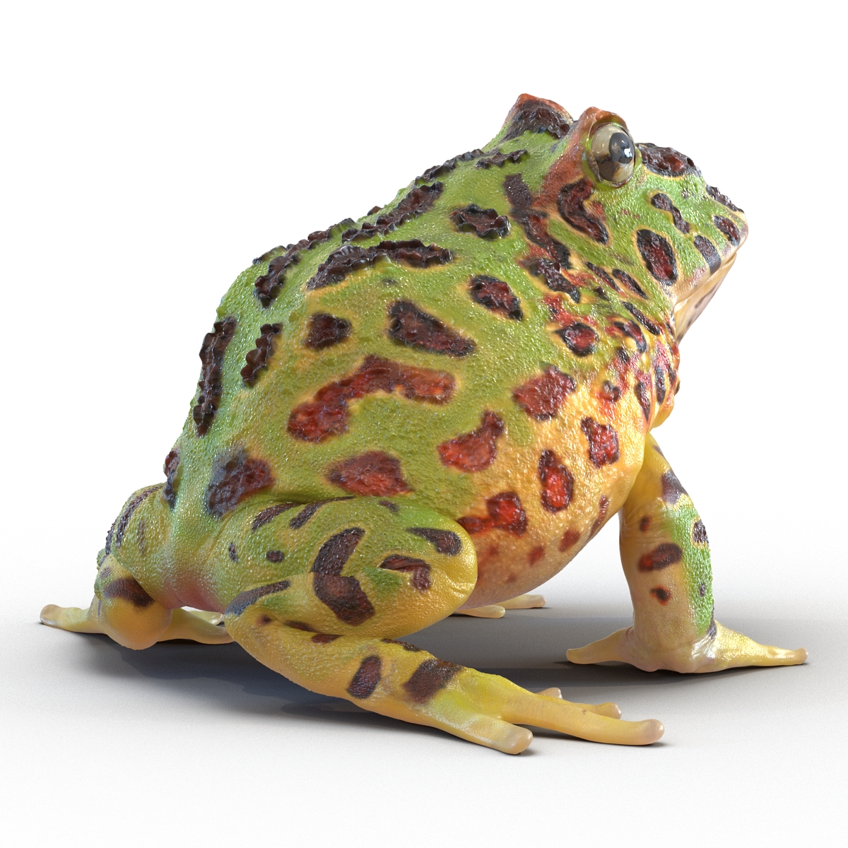 3D Pacman Frog Pose 3 model