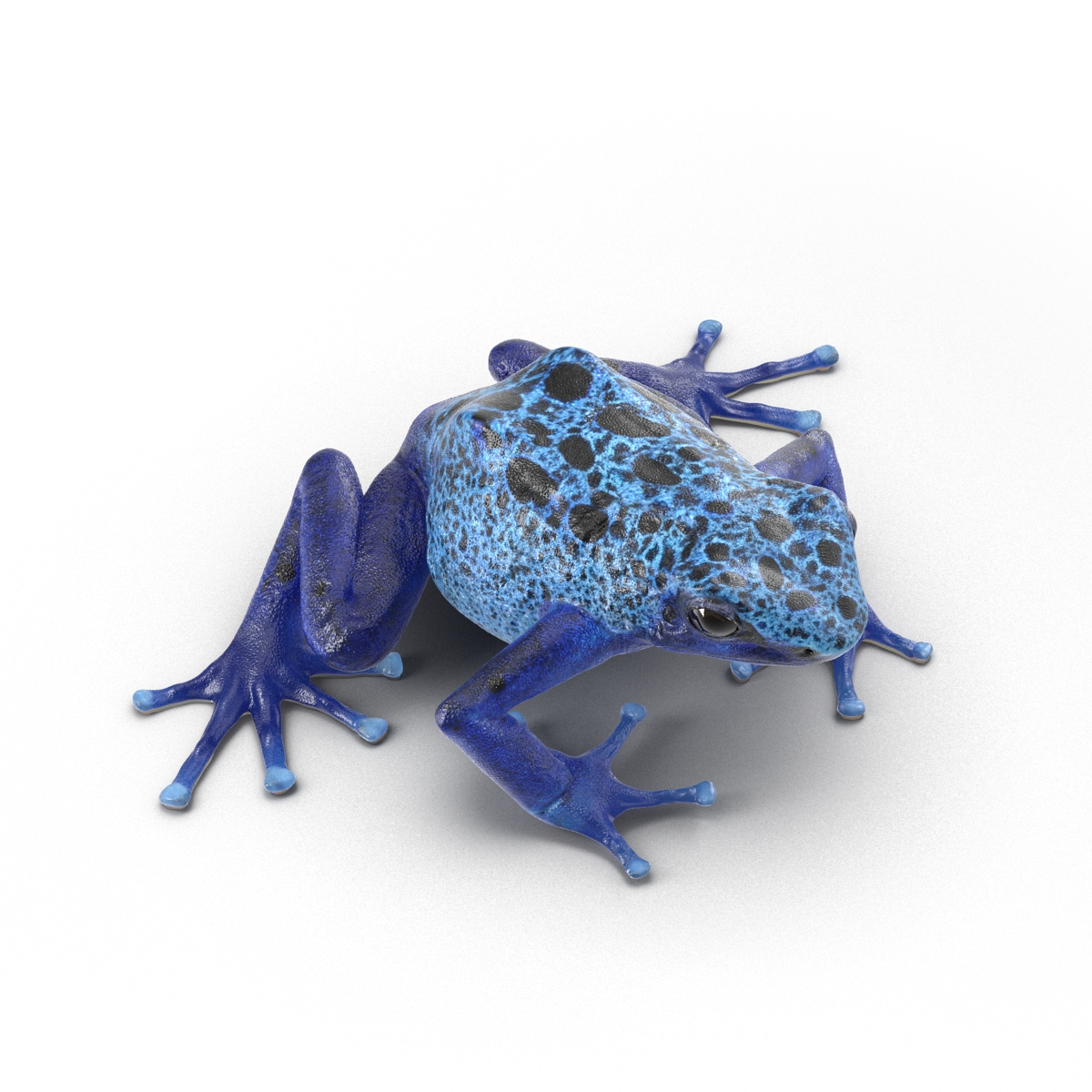 3D Poison Dart Frog Rigged model