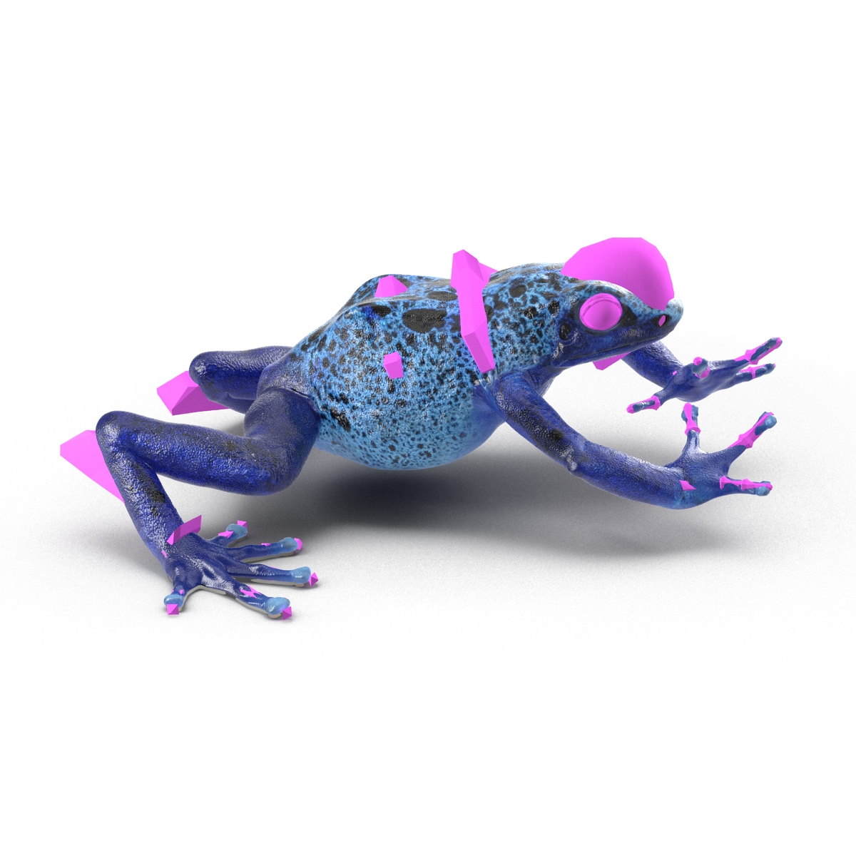 3D Poison Dart Frog Rigged model