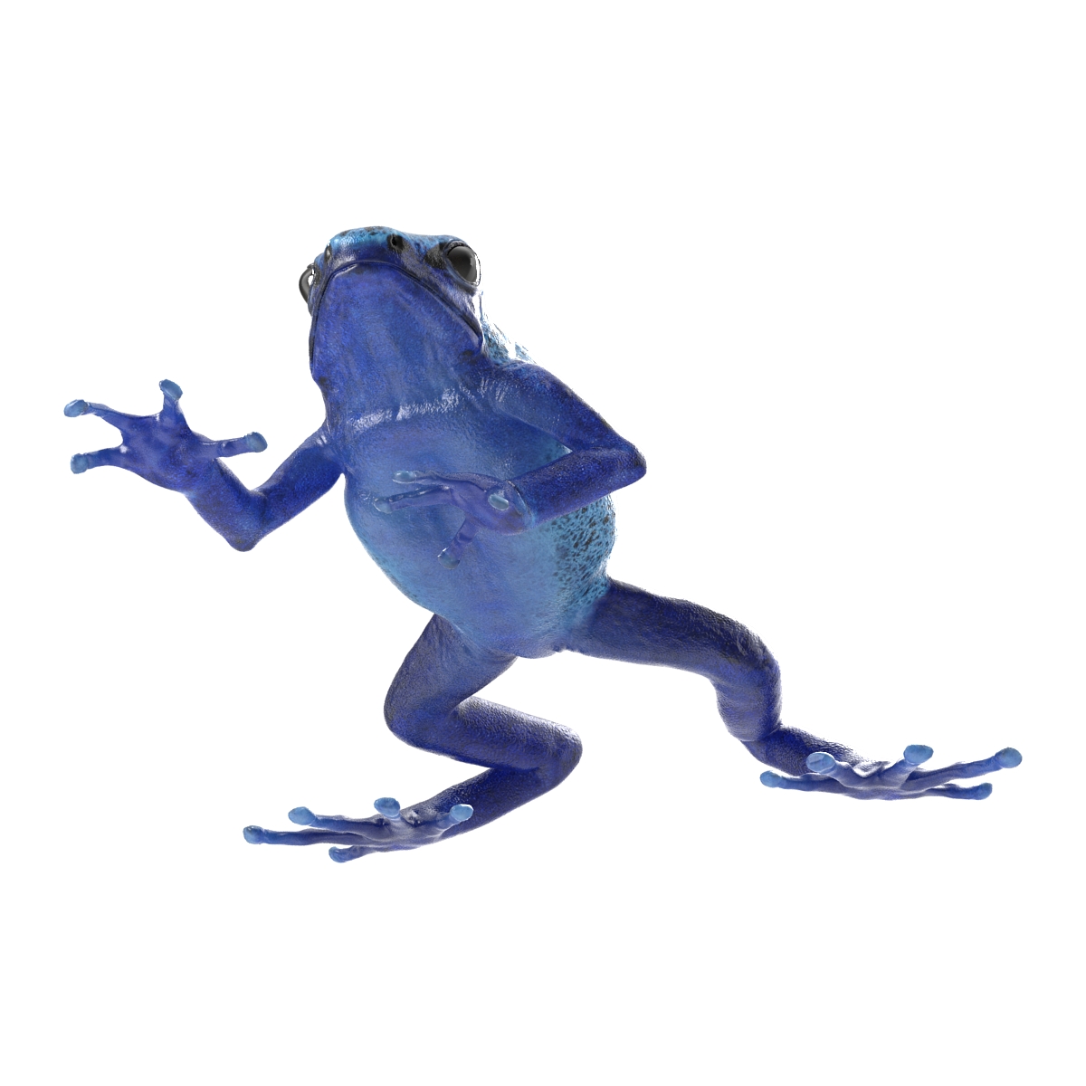 3D Poison Dart Frog Rigged model