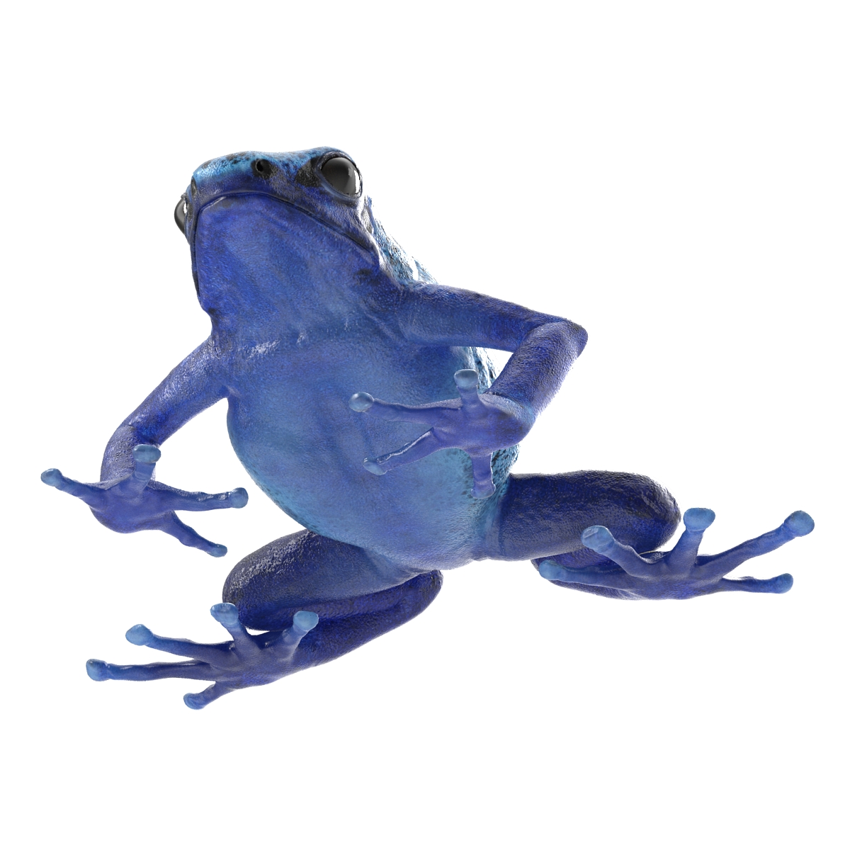 3D Poison Dart Frog Rigged model