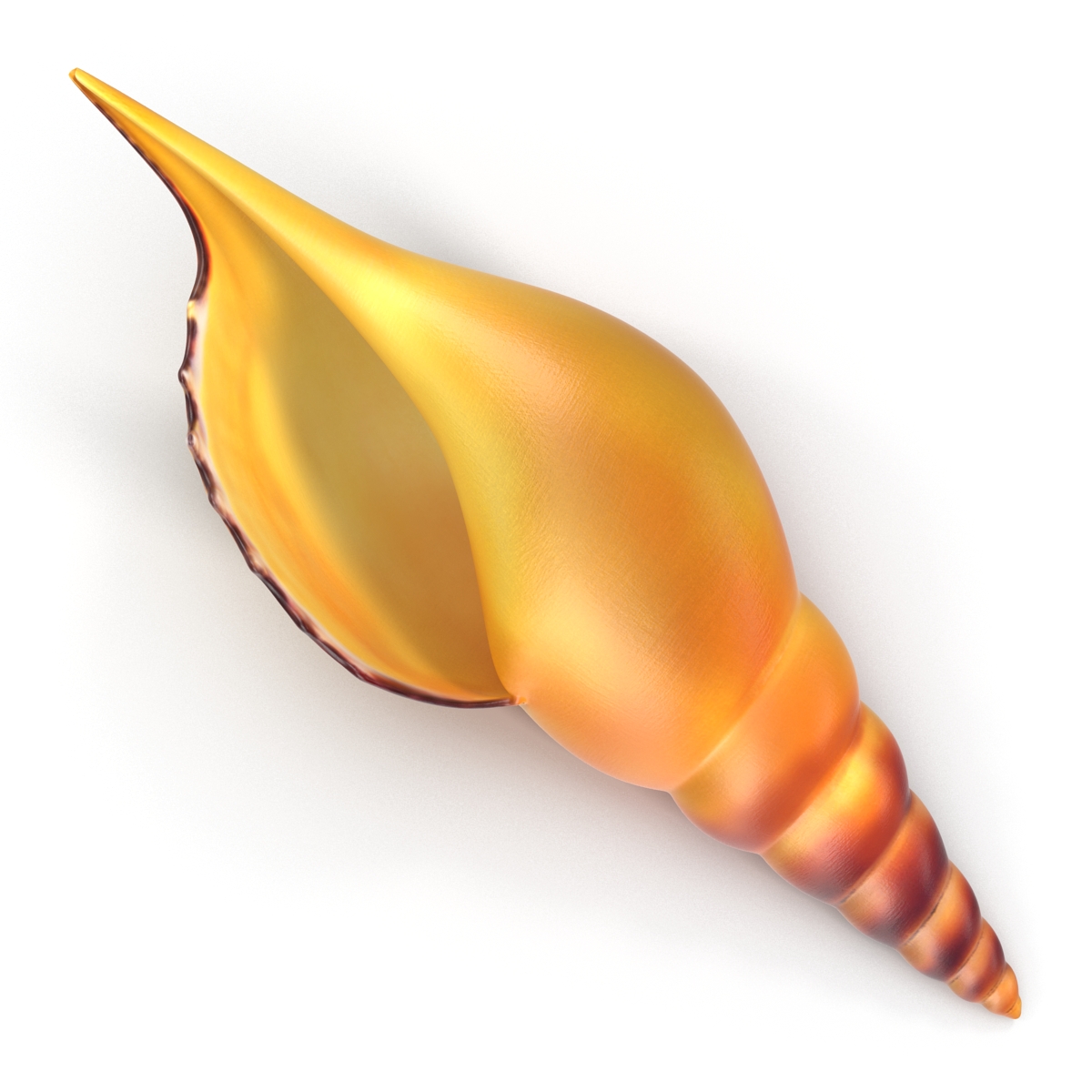 3D model Seashell