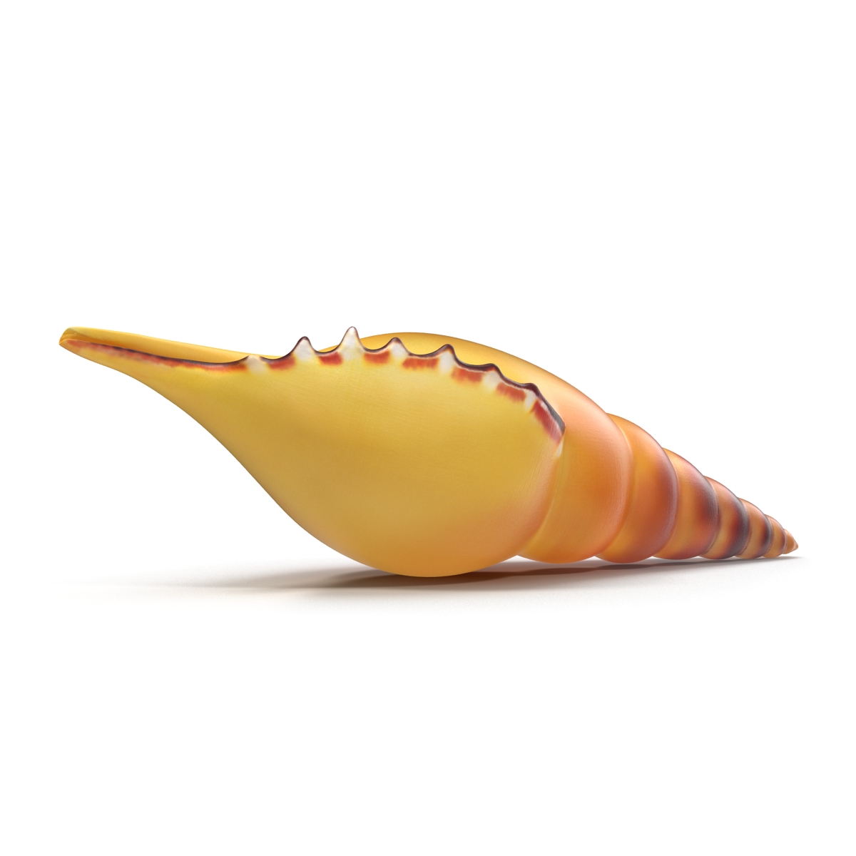 3D model Seashell